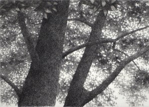 Trees in Summer