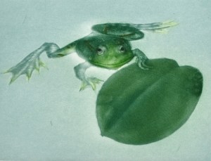 Nénuphar (Water Lily)