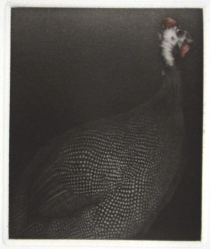 Pintade (Guineafowl) I