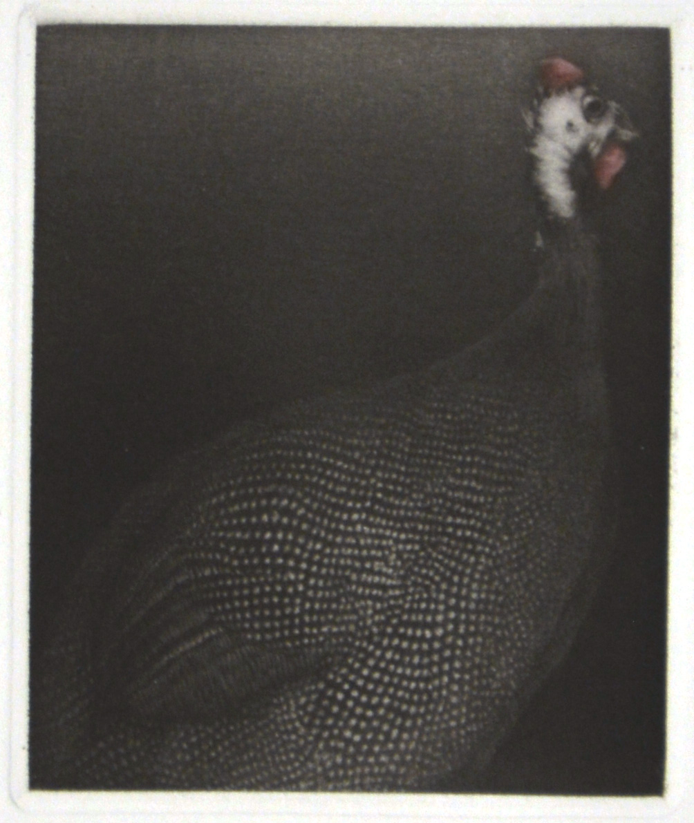 Pintade (Guineafowl) I