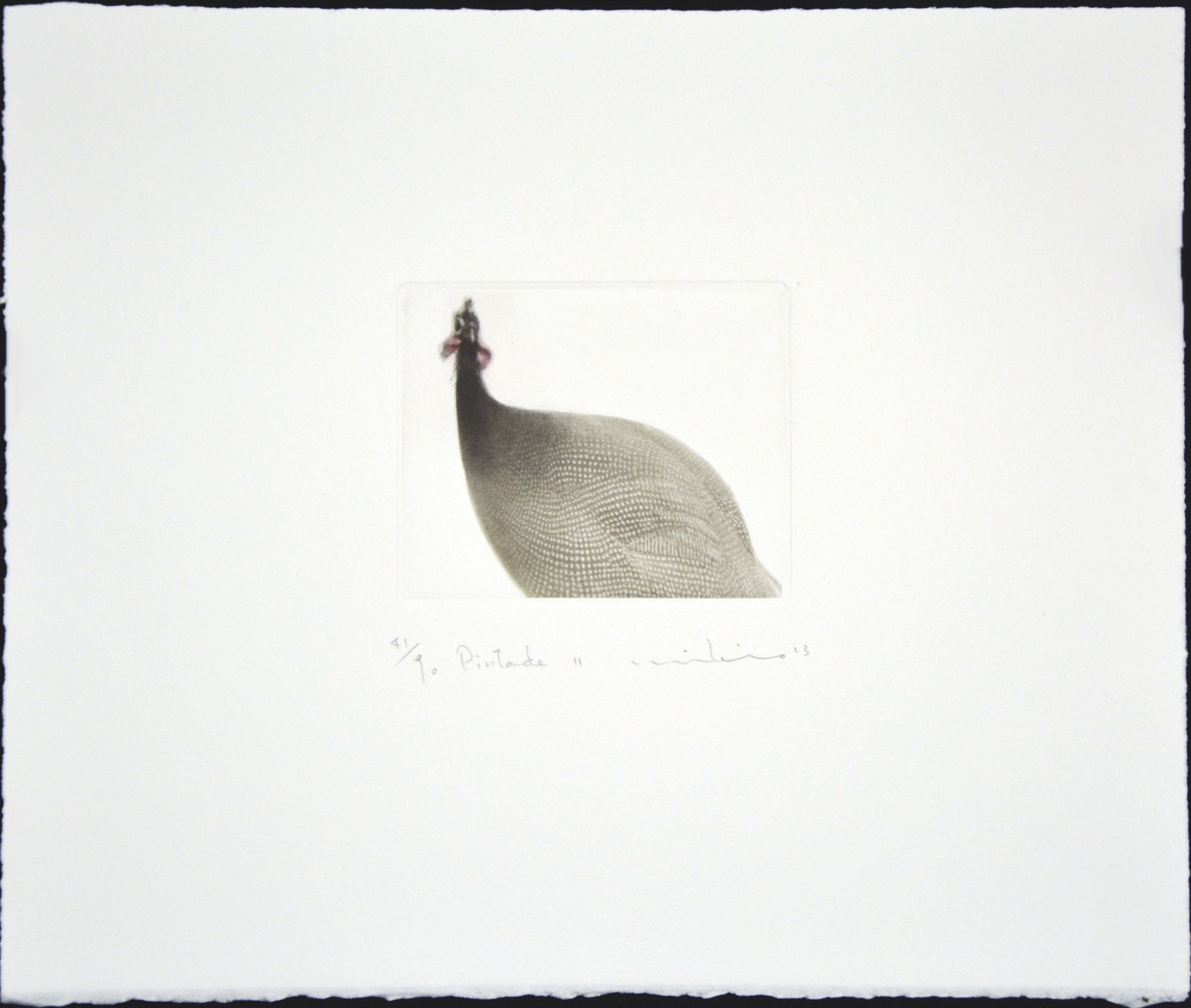 Pintade (Guineafowl) II - Image 2