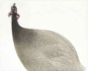 Pintade (Guineafowl) II