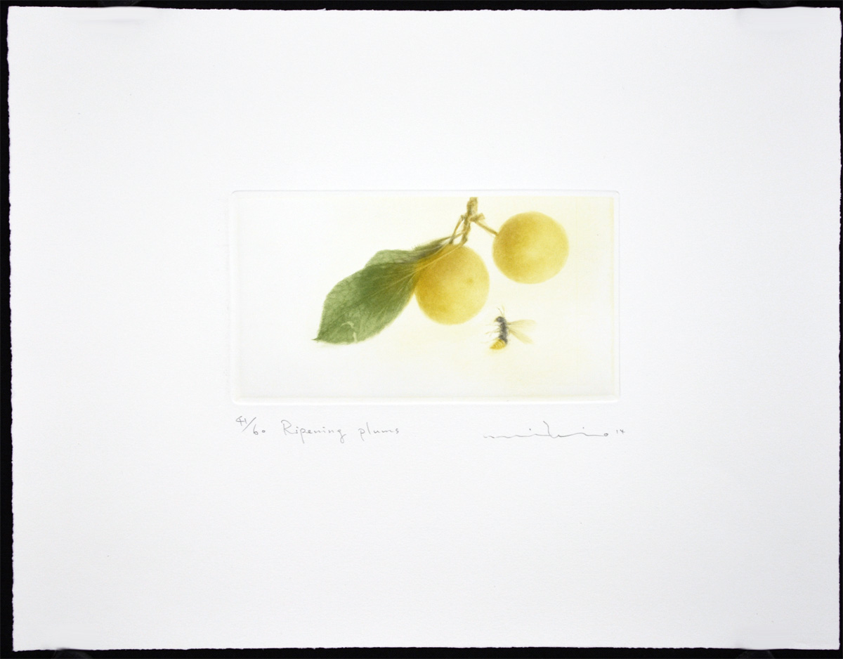 Ripening Plums - Image 2