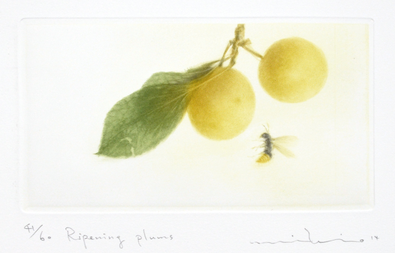 Ripening Plums
