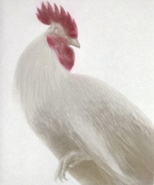 Coq d'Or