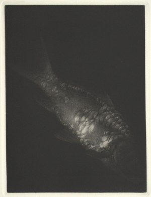 Memoire d'eau VIII (Memory of Water)