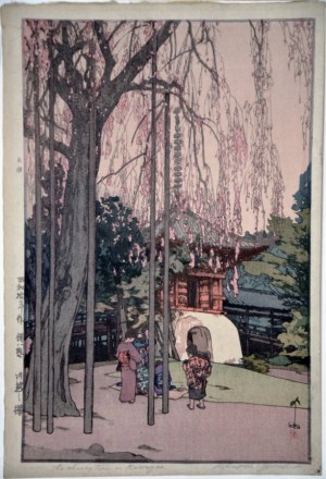 The Cherry Tree in Kawagoe