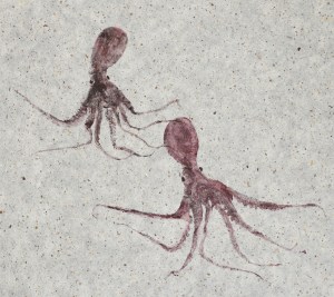 Octopus Pair 2024