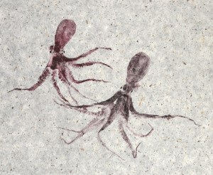 Octopus--Getting to Know You 2024