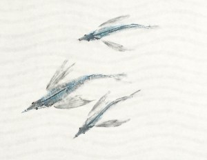 Sharpchin Flying Fish