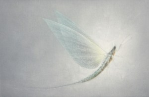 Rêve éphémère (Fleeting dream)