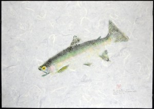 Steelhead Trout 2024
