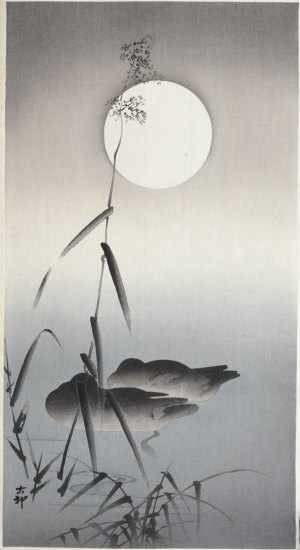 Sleeping Ducks and the Full Moon