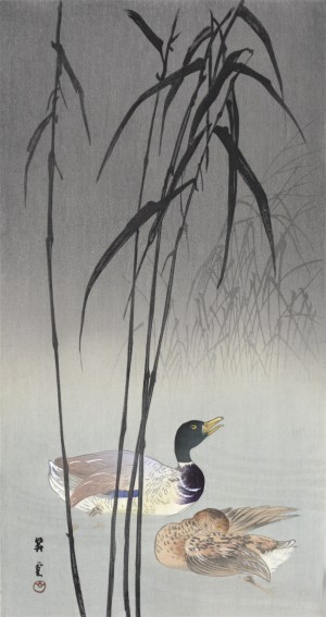 Mallard Ducks and Reeds