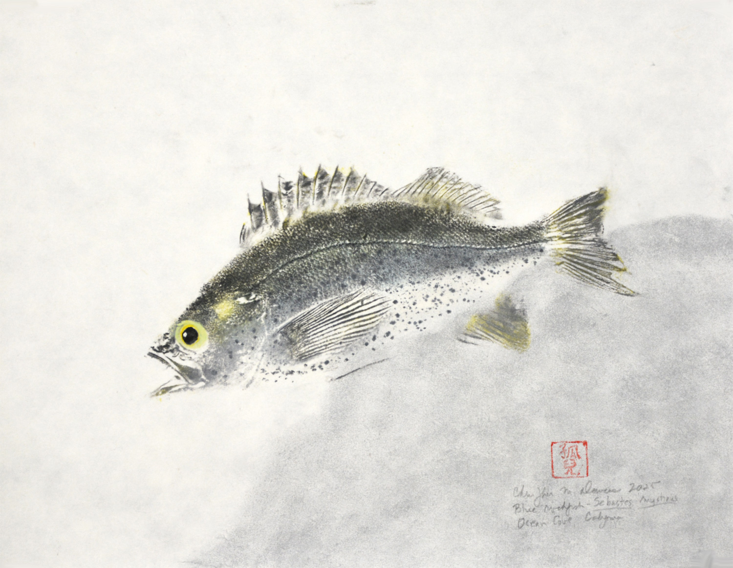 Blue Rockfish 2025
