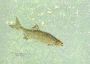Clear Lake Hitch