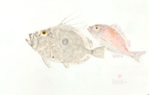 Red Sea Bream & John Dory