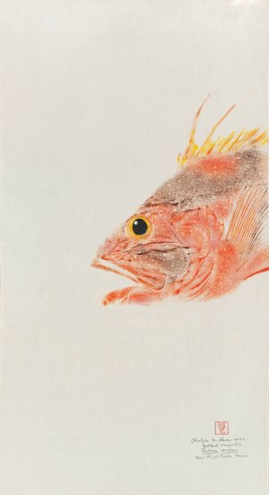 Spotback Scorpion Fish