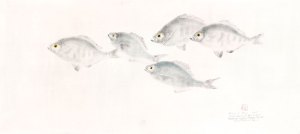 Walleye & White Surfperches