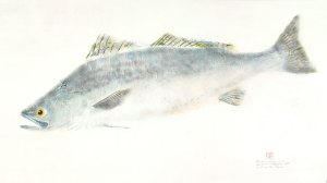 White Seabass
