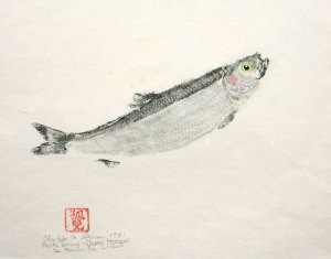 Pacific Herring