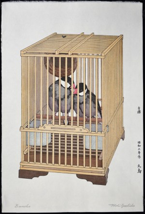 Buncho (Java Sparrow)