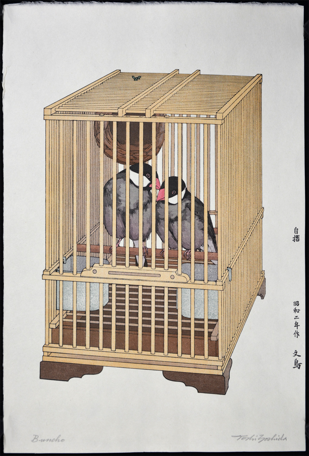Buncho (Java Sparrow)