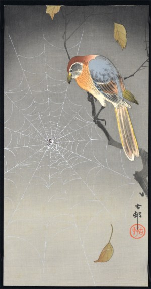 Buffalo Wing Shrike & Spider