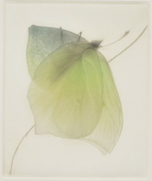 Souffle des Ailes (Breath of Wings)