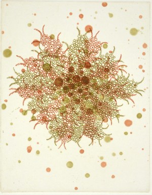 Fern Butterfly Effect f-2