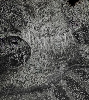 Naoshima, Shinto Roped Tree (Naoshima Island)